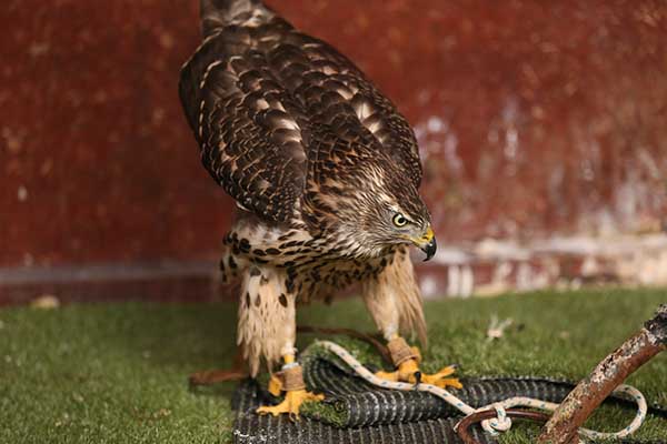 Principales attractions touristiques à Abu Dhabi principales attractions touristiques Abu Dhabi