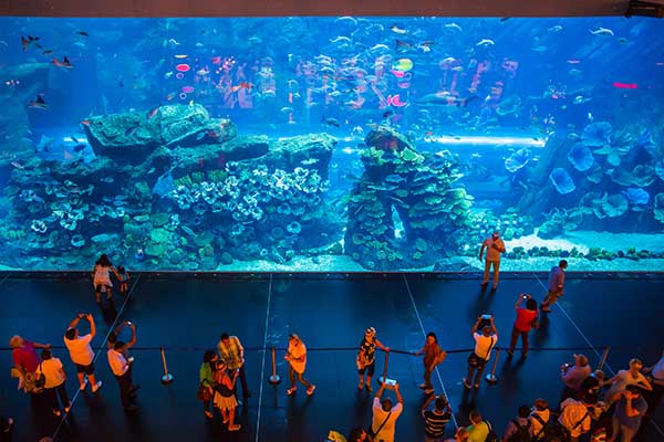 Aquarium Dubai Mall Aquarium Dubai Mall