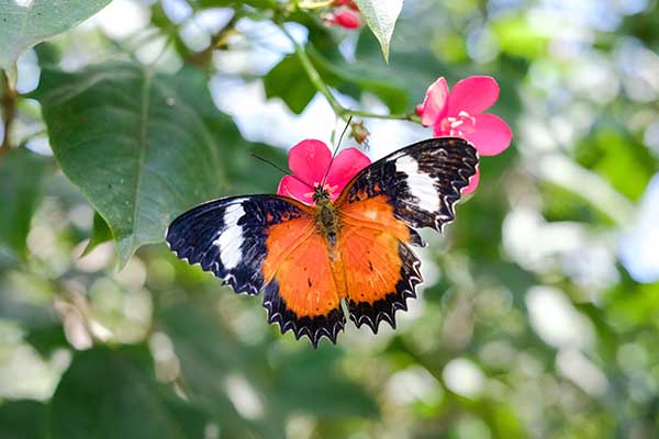 Dubai Butterfly Garden Dubai Butterfly Garden